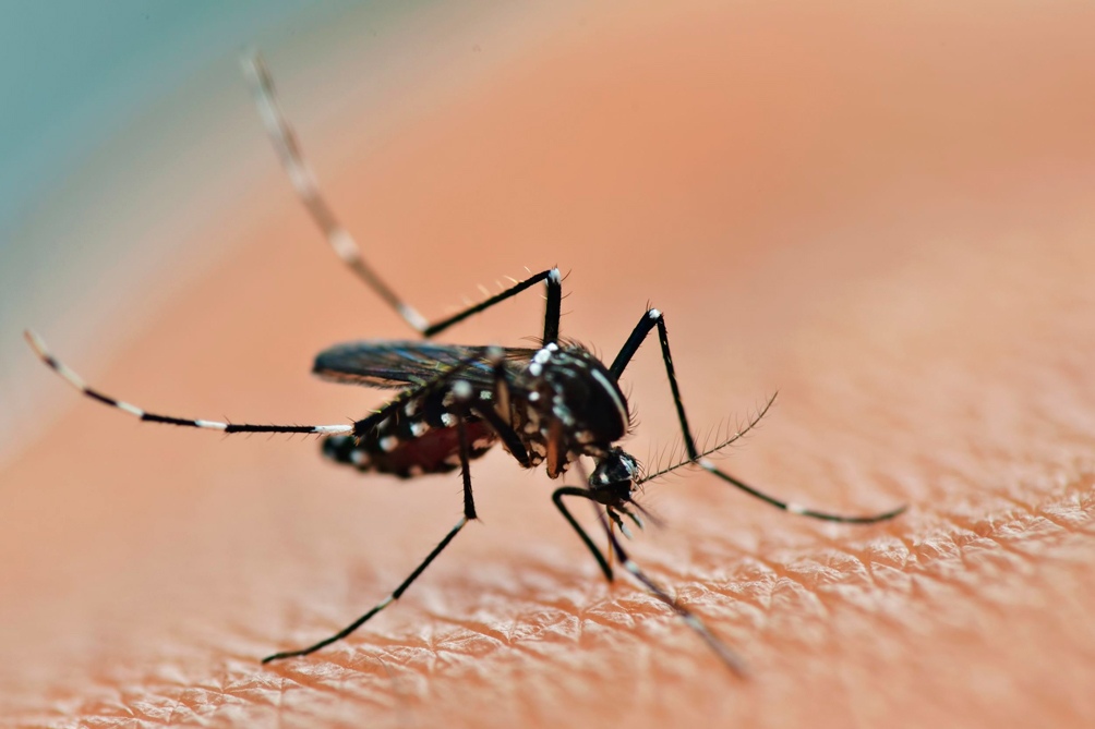 Dengue: la epidemia silenciosa