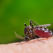 Dengue: los casos en 2020 ya superaron en un 45 por ciento a los del brote de 2016