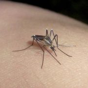 Lomas de Zamora: impulsan campaña de concientización para combatir el dengue