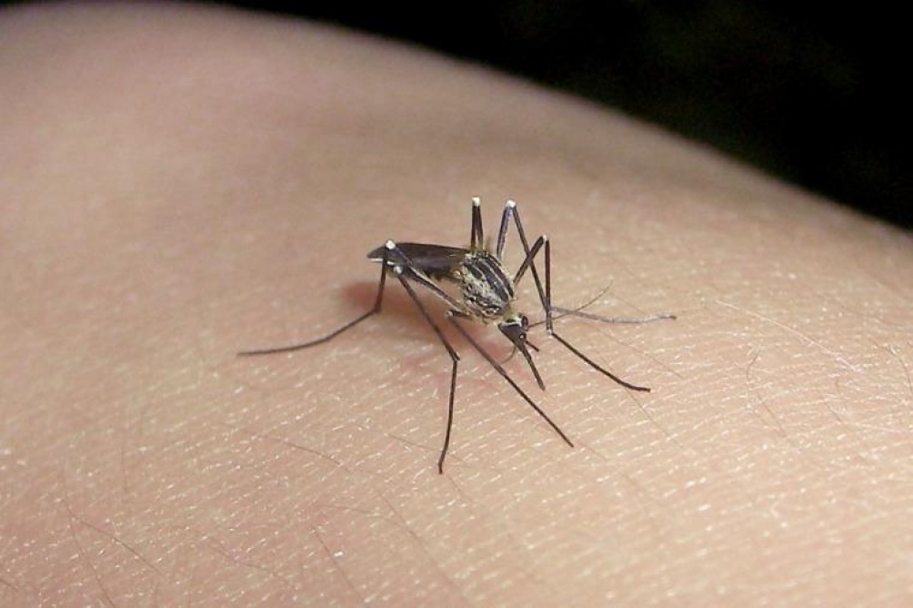 Lomas de Zamora: impulsan campaña de concientización para combatir el dengue