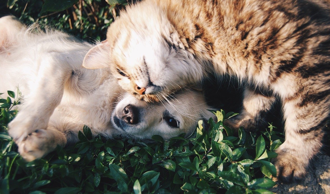 Aumentaron las adopciones de mascotas durante la pandemia