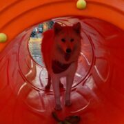 Parques de Mascotas: cómo son y dónde están los “peloteros” para perros en Lomas de Zamora