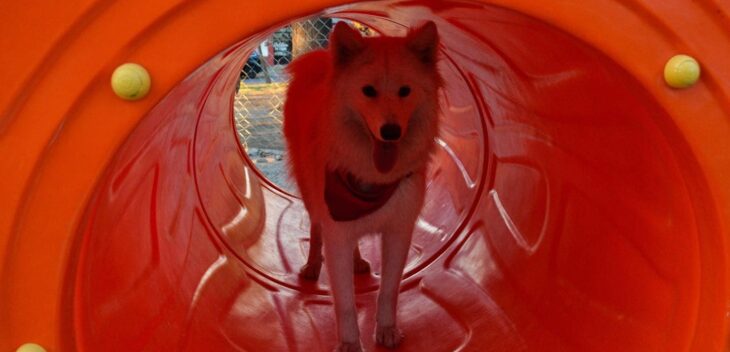 Parques de Mascotas: cómo son y dónde están los “peloteros” para perros en Lomas de Zamora