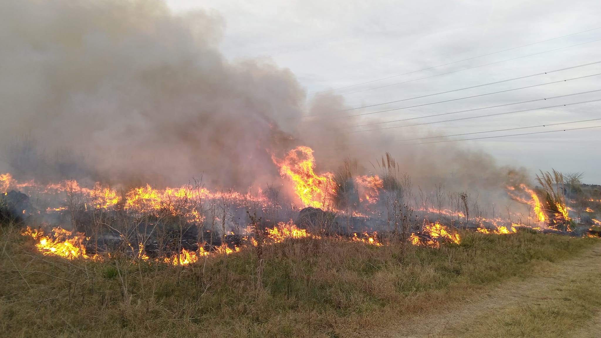 Denuncian incendios intencionales en Santa Catalina