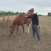 Caballos RECC: el paraíso de 40 sobrevivientes a la indiferencia humana