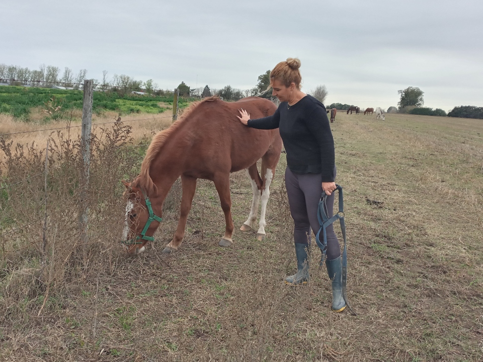 Caballos RECC: el paraíso de 40 sobrevivientes a la indiferencia humana