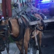 Proteccionistas exigen que se cumpla la ordenanza que prohíbe los carros tirados por caballos en Lanús