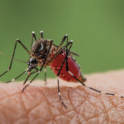 Dengue: mitos y verdades de un problema sanitario que “está expandiéndose cada vez en Argentina”, advirtió un experto