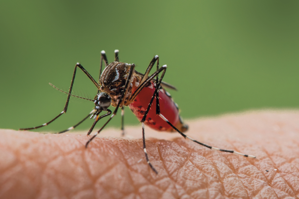 Dengue: mitos y verdades de un problema sanitario que “está expandiéndose cada vez en Argentina”, advirtió un experto