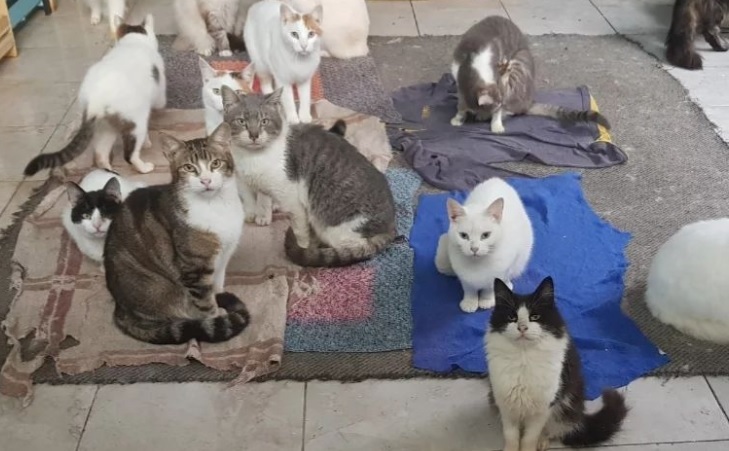 Un incendio destruyó el hogar de más de 100 gatos abandonados en Monte Grande: cómo es la campaña para ayudarlos