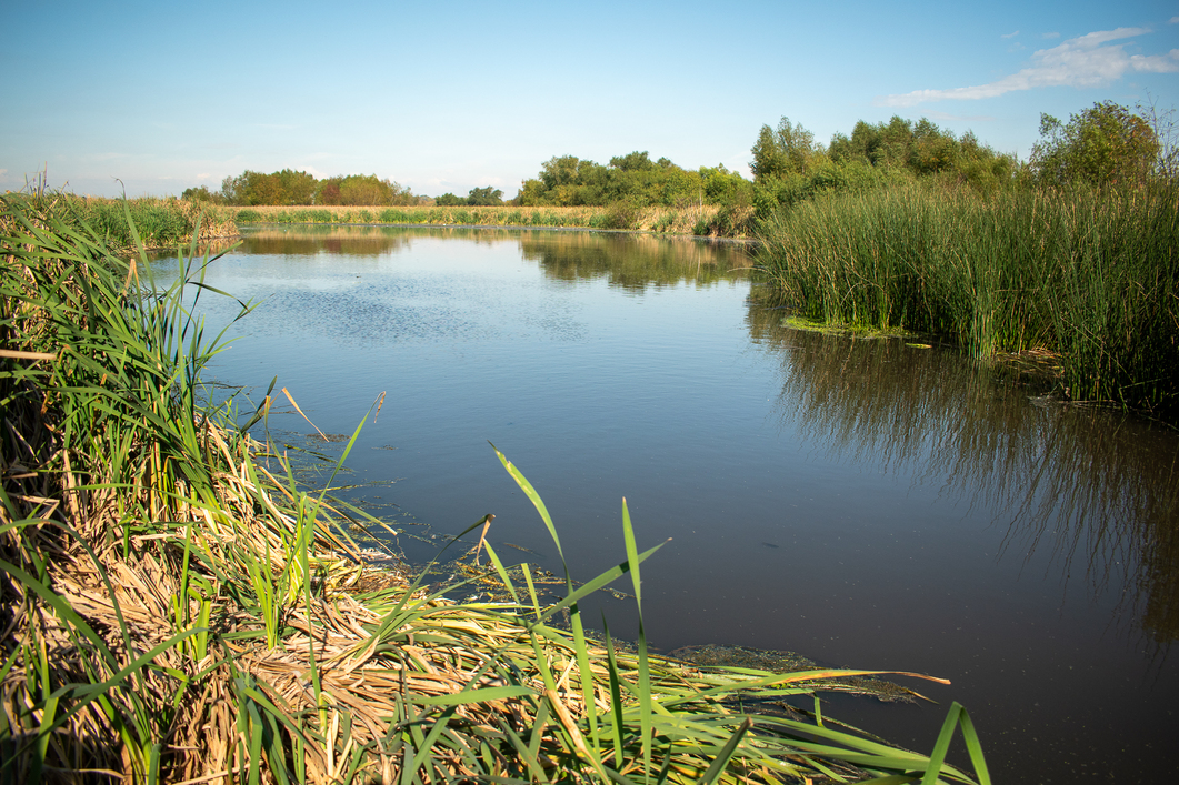Laguna de Rocha: un humedal con biodiversidad y rastros de batallas y resistencias