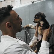 Lomas de Zamora: perros y gatos podrán viajar en colectivo