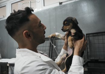Lomas de Zamora: perros y gatos podrán viajar en colectivo
