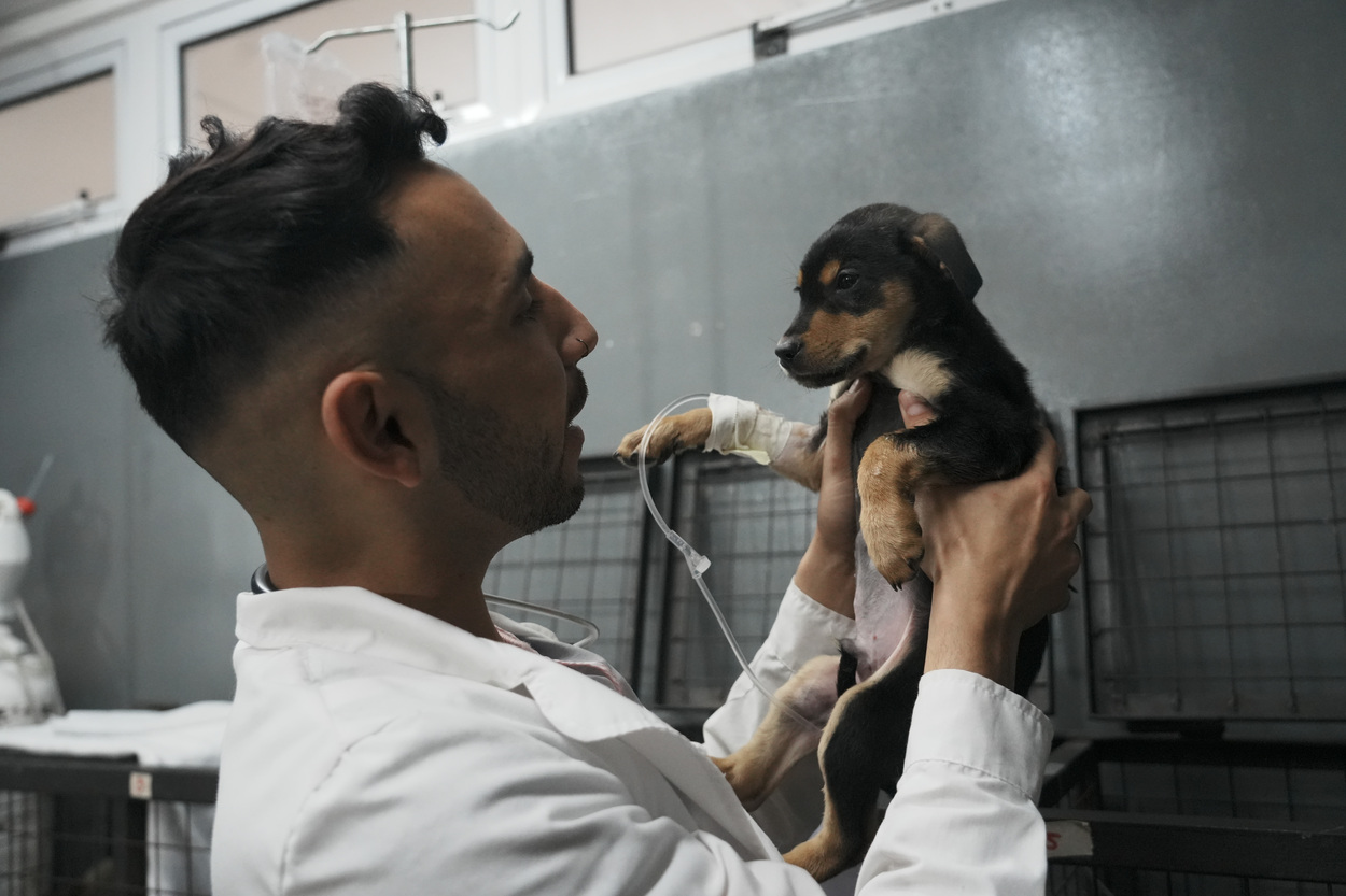Lomas de Zamora: perros y gatos podrán viajar en colectivo