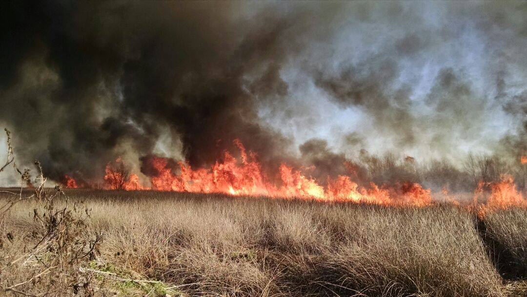 Incendio en la Reserva de Laguna de Rocha