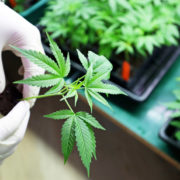 Denuncian falta de cannabis medicinal
