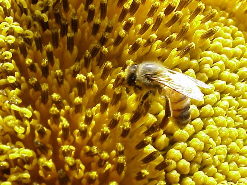 Primer estudio sobre la presencia de abejas peligrosas en territorio bonaerense