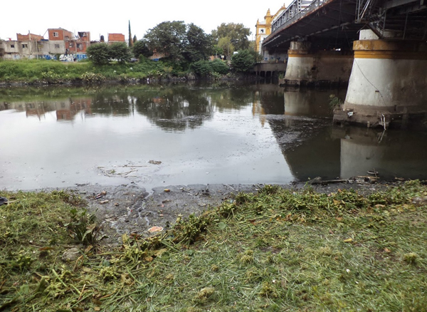 Utilizan plantas para combatir la contaminación del Riachuelo