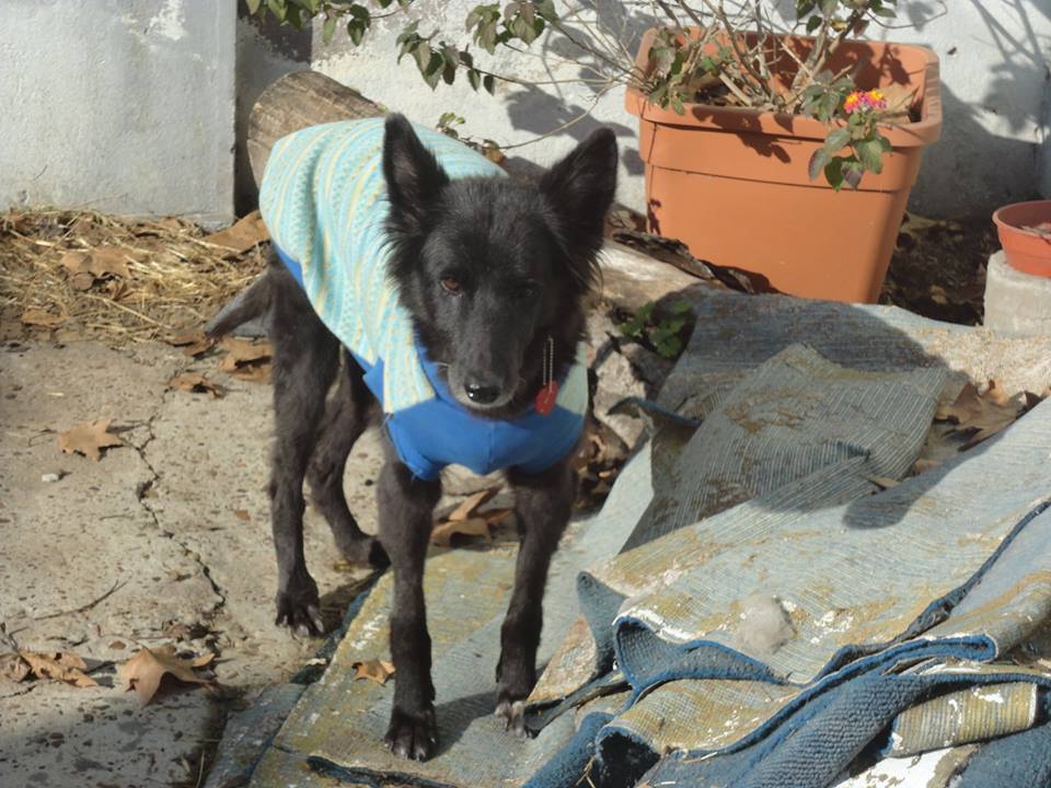 Al rescate de los perros del barrio